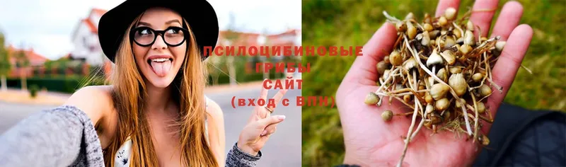 Псилоцибиновые грибы Psilocybe  Дегтярск 